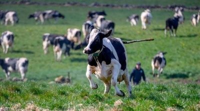 ارتفاع قياسي : سعر البقرة يبلغ 11 ألف دينار في تونس