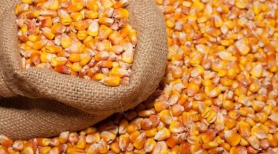 ديوان الأعلاف يشرع في توريد حبوب الذرة وتحديد أسعار البيع