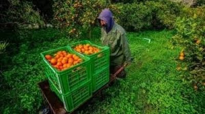 Tunisie-Décembre 2025 : forte flambée des prix des fruits au marché de Bir El Kassaâ