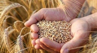 Tunisie : l’Office des céréales lance un appel d’offres pour 200 000 tonnes de blé