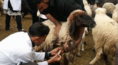 انطلاق حملة تلقيح الماشية 2026 بكافة ولايات تونس