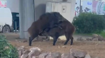 خنازير برية تتجول في قلب تونس العاصمة (فيديو)