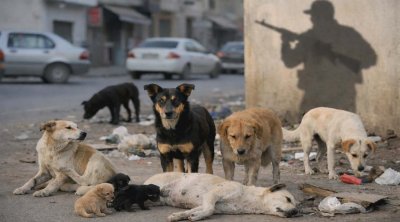 وزارة الداخلية تعتمد التعقيم والتوعية لمواجهة الكلاب السائبة في تونس 