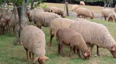 القيروان : نفوق 40 رأسا من الأغنام بسبب خطأ في وصفة طبية