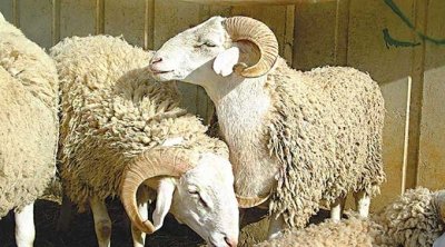 الديوان الوطني للأعلاف يوفّر علف تسمين الخرفان استعدادًا لعيد الأضحى