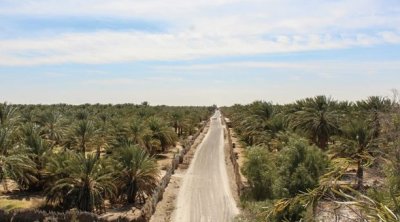 Dattes tunisiennes : Une récolte record 