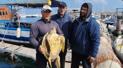 نفوق سلحفاة بحرية بخليج المنستير