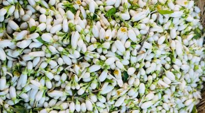 انطلاق موسم جني الزهر بنابل