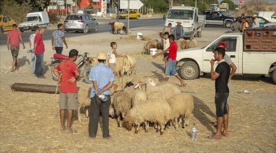 لطفي الرياحي :أسعار أضاحي العيد تفتقر إلى العقلانية