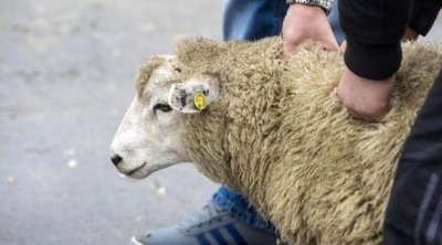 الكشف عن الأسعار المرجعية لأضاحي العيد في تونس
