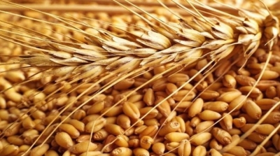 الترفيع في أسعار الحبوب عند الإنتاج