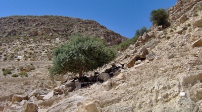 مقتل راعي غنم داخل المنطقة العازلة على الشريط الحدودي في بنقردان