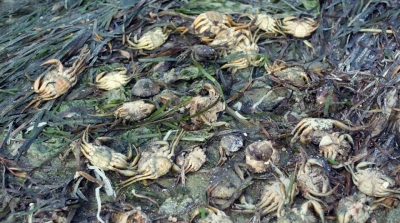 المنستير: كارثة بيئية بحرية في عدة مدن وإضراب عام في قصيبة المديوني