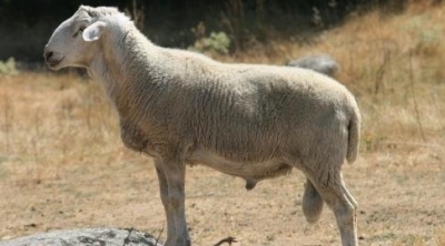 وزارة الفلاحة : سعر الخروف الاسباني لن يتجاوز 350 دينارا 