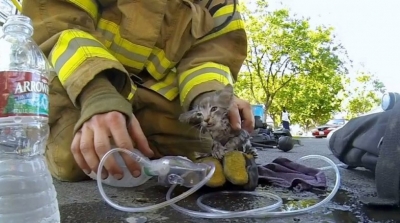 كــاليفورنيا : رجل اطفاء ينقذ قطة صغيرة من الاختناق