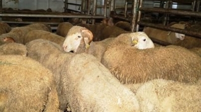 6 أكتوبر موعد انطلاق بيع الخروف الإسباني بسعر لن يتجاوز 390 دينار