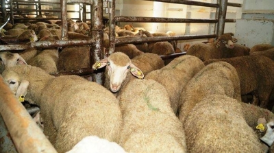 بعد عزوفهم عن خرفان رومانيا: التونسيون يقبلون بكثافة على الخروف الإسباني