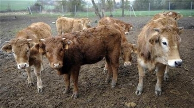 الكاف : تسجيل 12 حالة مصابة بداء الكلب في قطعان الماشية 