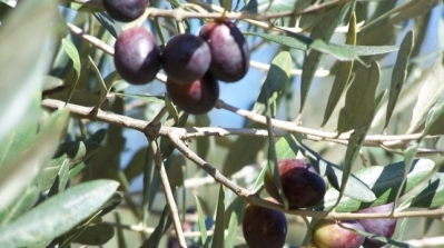 صابة الزيتون تسجل تراجعا حادا بنسبة 95% في المنستير