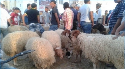60 بالمائة من التونسيين لم يشتروا خروف العيد 