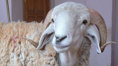 بتعلة انهم سيتصدقون به الى عائلة فقيرة : ملتحون يفتكون خروفا من احد بائعي الاضاحي 