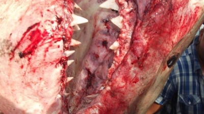 بالصور: العثور على قرش أبيض طوله 4 أمتار ويزن طن ونصف في المهدية