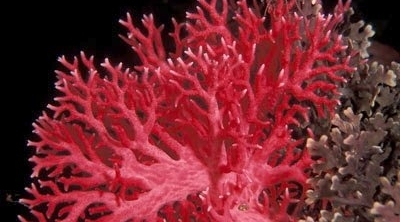 باجة : احباط تهريب كميات كبيرة من المرجان تقدر قيمته بـ800 مليون 