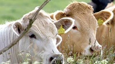 حول السلامة الصحية للعجول المستوردة من الاوروغواي و البرازيل : وزارة الفلاحة توضح