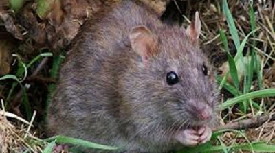 فأر ضخم يلتهم رضيعاً داخل كوخ غرب اليمن