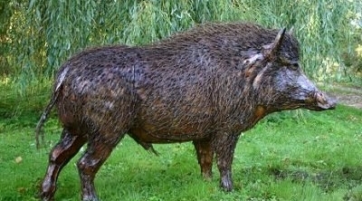 اريانة : خنازير برية تغزو حي النصر 