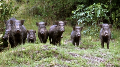اريانة : خنازير حي النصر عددهم 15 و قدموا صدفة من جبل النحلي
