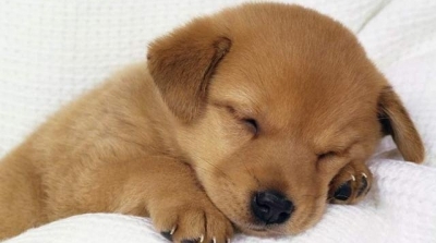 مدنين : حجز 21 جرو من فصيلة نادرة بحوزة ليبي كان بصدد تهريبها