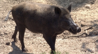 كثرة الفضلات و الصيد العشوائي وراء ظهور الخنزير البري في المناطق السكنية