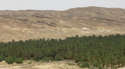 توزر : التفطن الى 6 كويتيين بصدد التحضير للصيد بدون رخصة باستخدام 3 صقور