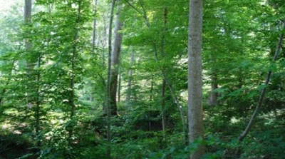 قوات الامن تجري عمليات تمشيط في غابة ''قمرت''