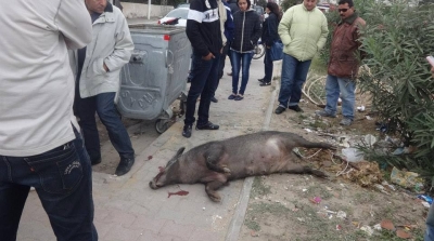 بالصور : قنص خنزير بري في مدينة الحمامات 