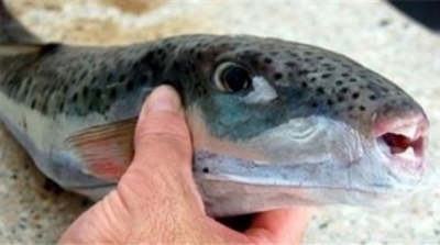 المنستير : العثور على كمية من سمك الارنب السام بسواحل صيادة 