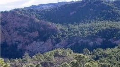  حريق في جبل الشعانبي بسبب القصف