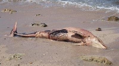 العثور على حوت صغير بشواطئ ولاية بنزرت 