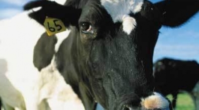 جندوبة : تسجيل أول إصابة بمرض ''الحمى القلاعية''