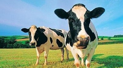 اغلاق كافة الاسواق الخاصة الدواب في جندوبة و سيدي بوزيد بسبب ''الحمى القلاعية''