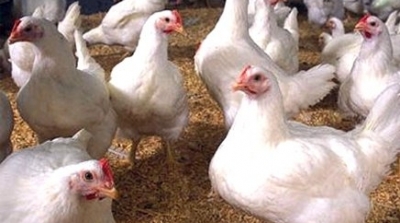 نفوق 5000 دجاجة في ظروف غامضة بالمنستير