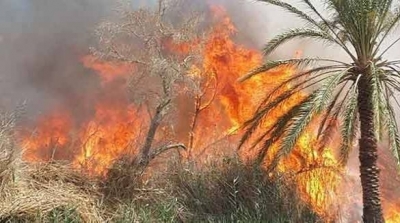 توزر : حريق يتسبب في اتلاف 1400 نخلة بنفطة