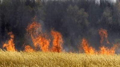 القيروان : حريق يأتي على 3 هكتارات القمح في بوحجلة 