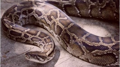 القيروان : ثعبان يقتحم مقر الولاية ويقطع إجتماع الندوة الجهوية للعمد