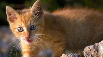 قــــط يتســــبب في وفـــاة امـــرأة بالـــكاف 