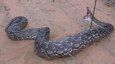 القضاء على ثعبان طوله 4 امتار كان يحاول ابتلاع طفل في القيروان