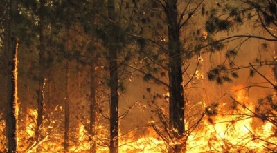 اندلاع حريق في غابات جبل المليف بالكاف 