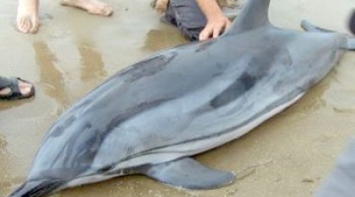 نابل : العثور على دلفين ميت في شاطئ ياسمين الحمامات