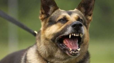 30 اصابة بداء الكلب في صفوف المواشي بالمهدية